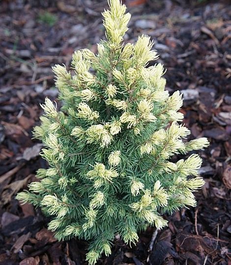 Picea glauca 'Rainbow's End'